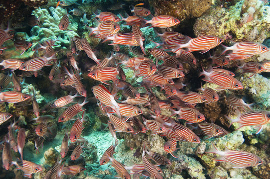 Shoal of crown squirrelfish on a coral reef