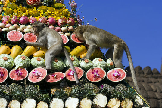 Monkey Buffet Festival In Thailand