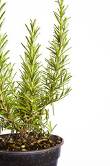 rosemary in pot