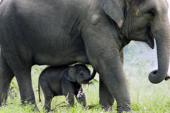 Fototapeta Elephant: mother and child's love