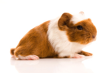 baby guinea pig