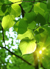 fresh spring foliage