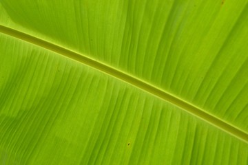 Banana Tree Leaf Back Side