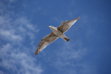 Möwe im Flug - blauer Himmel mit leichter Bewölkung im Hintergrund
