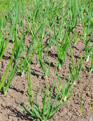view of chive on the field.plantation onions