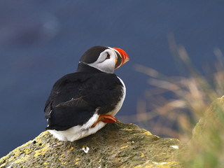 puffin