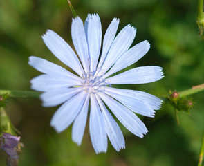 cornflower flower