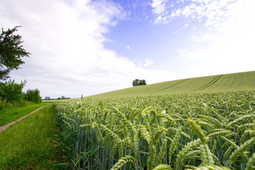 Weizenfeld