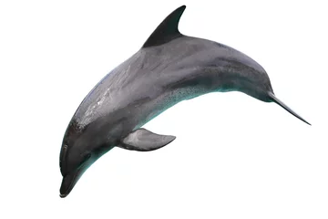 Keuken foto achterwand Dolfijnen Dolfijn geïsoleerd op witte achtergrond