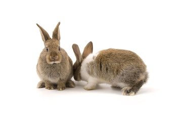 Two adorable rabbits
