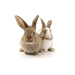 Fototapeta na wymiar Two adorable rabbits