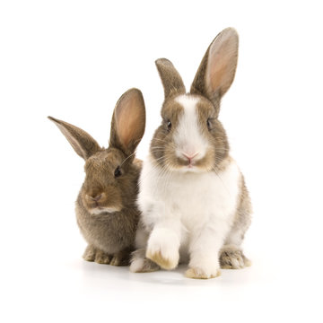 Two adorable rabbits