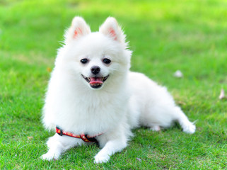 adorable white pomeranian