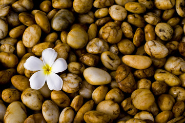 Plumeria on stone backgrounds