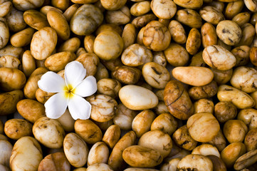 Plumeria on stone backgrounds