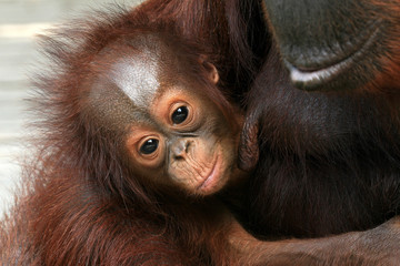 Orangutan オランウータンの赤ちゃん © Dragonfly