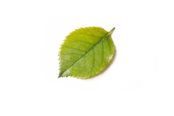 Fototapeta premium leaf isolated on white
