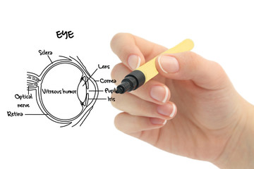eye anatomy