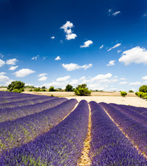 Fototapeta na wymiar Lavande Provence Francja / Lawendowe pole w Prowansji, Francja