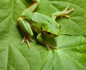Tree frog on leaves background