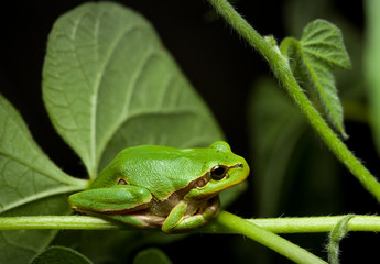 Green tree frog sitting on leaf