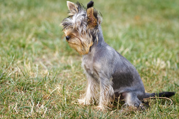York Shire playing in garden