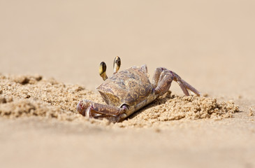 Crab peeping out of hole in sand on beach closeup focus sunlight