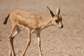Persische Kropfgazelle (Gazella subgutturosa subgutturosa)