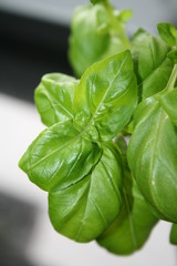 Basilikum