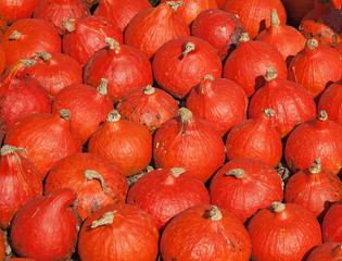 Colorful pumpkins