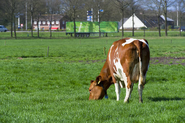 Naklejka na ściany i meble Dutch cow in landscape