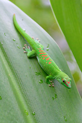 Green gecko