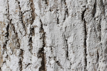 Кора дерева