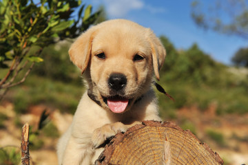 chiot labrador