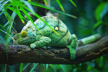 Green male chameleon