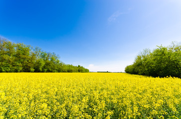 Spring meadow under a blue sky