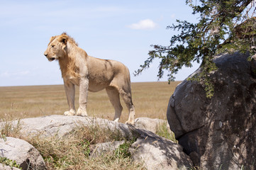 Lions du Serengeti