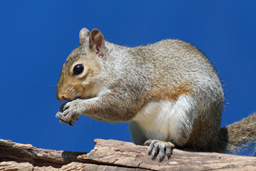 Naklejka na ściany i meble Gray Squirrel On A Log