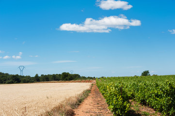 Fototapeta na wymiar Vineyard and wheat in landscape