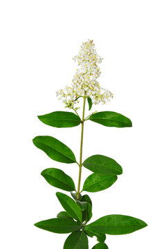 Gew&ouml;hnlicher Liguster (Ligustrum vulgare)