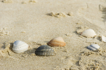 Shells at the beach