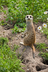 Fototapeta premium meerkat