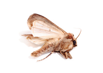 Butterfly. (Agrotis segetum. Noctuidae )