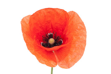 Fototapeta premium Single Beautiful Red poppy isolated on white background