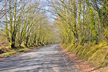 Country road with arbor of trees