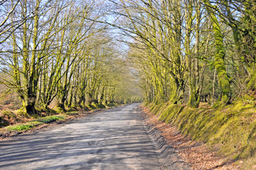 Country road with arbor of trees