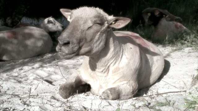 Moutons pr&eacute;s-sal&eacute;