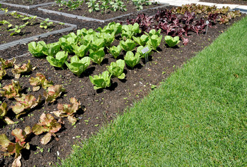 Lettuce Plants
