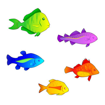 coloured fishes