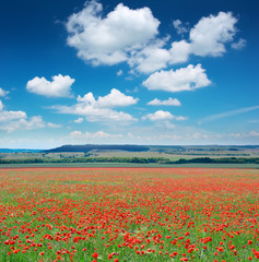 Big poppy meadow
